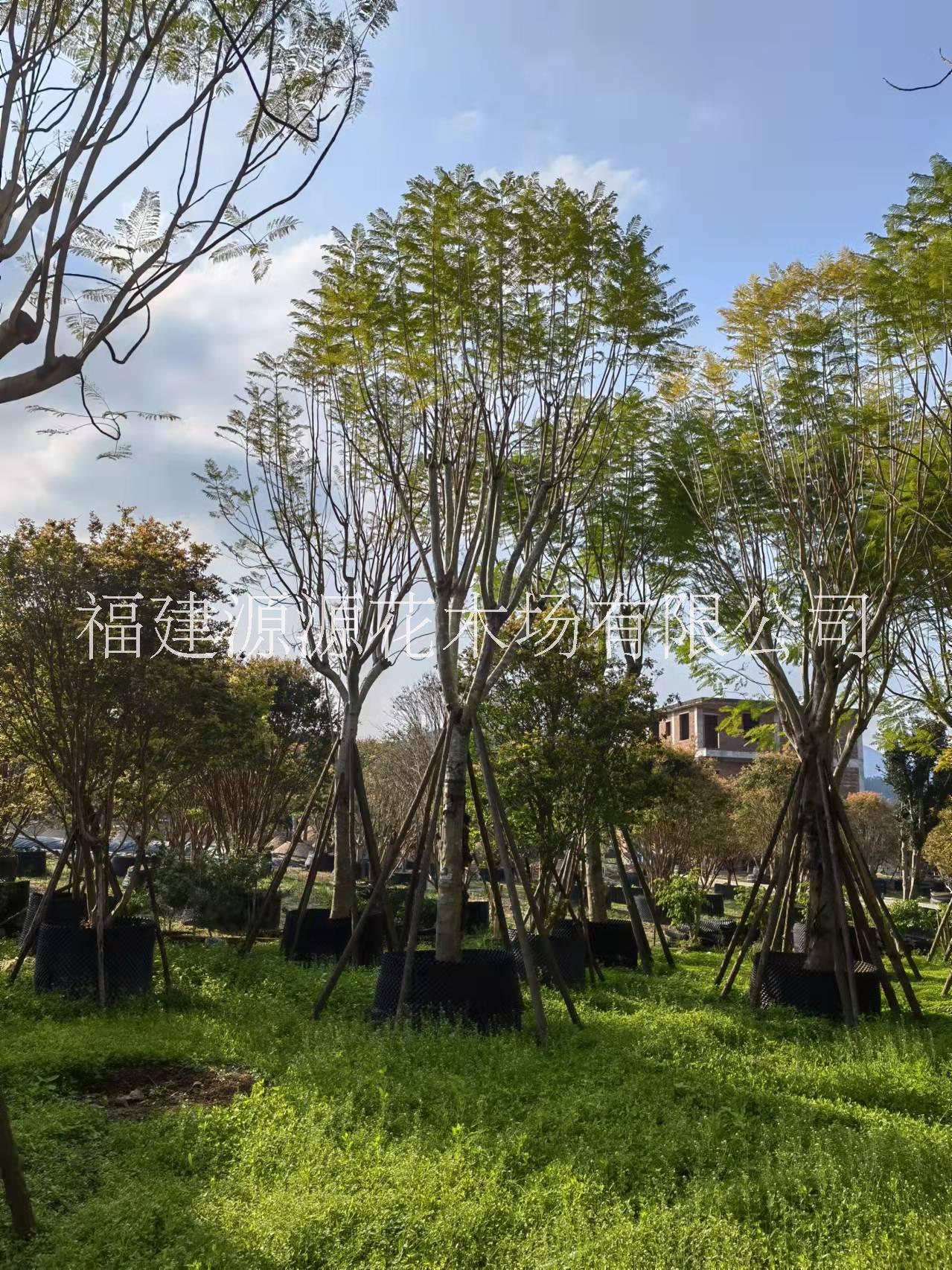 鳳凰木供應(yīng)商 漳州鳳凰木種植基地