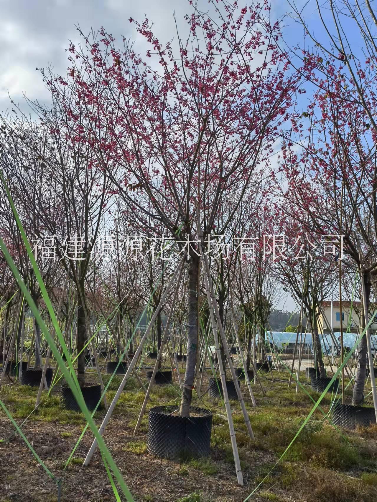 香樟樹(shù)批發(fā)價(jià)格 福建香樟樹(shù)苗圃基地