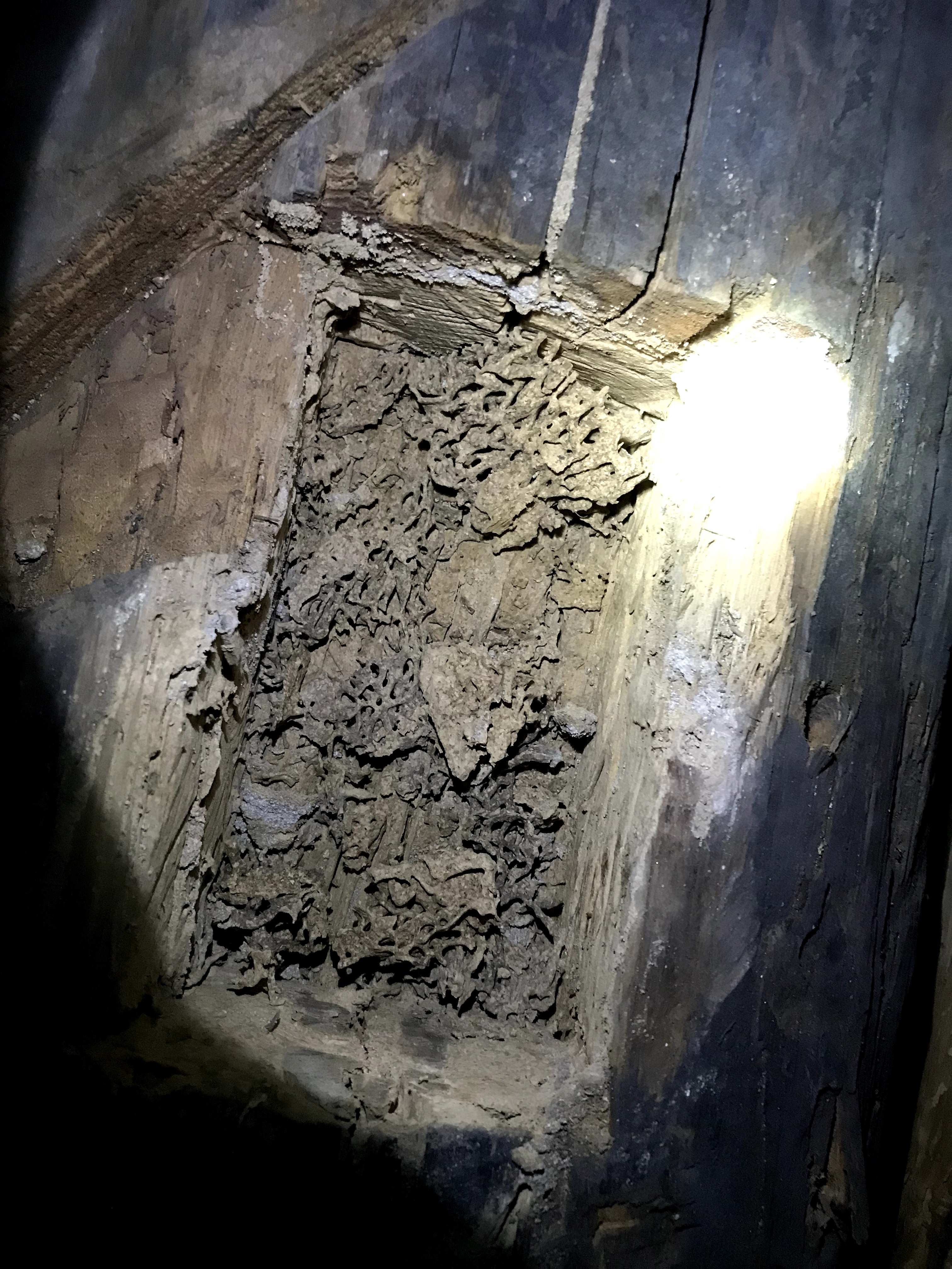 白蟻取巢滅窩電話 白蟻取巢滅窩公司哪家好-?佛山儒創(chuàng)有害生物防控技術(shù)有限公司 白蟻取巢滅窩工程