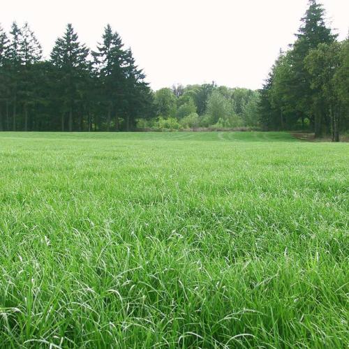 黑麥草種子草皮草坪型草籽多年生邊坡綠化護(hù)坡常用草種