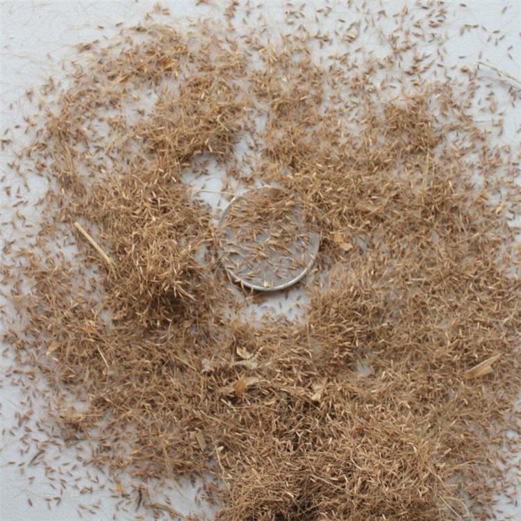 糖蜜草種子廣西糖蜜草種子護坡復綠草籽多年生噴播邊坡綠化常用草種