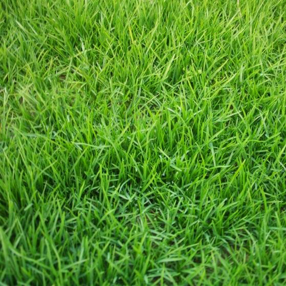 黑麥草種子草皮草坪型草籽多年生邊坡綠化護(hù)坡常用草種