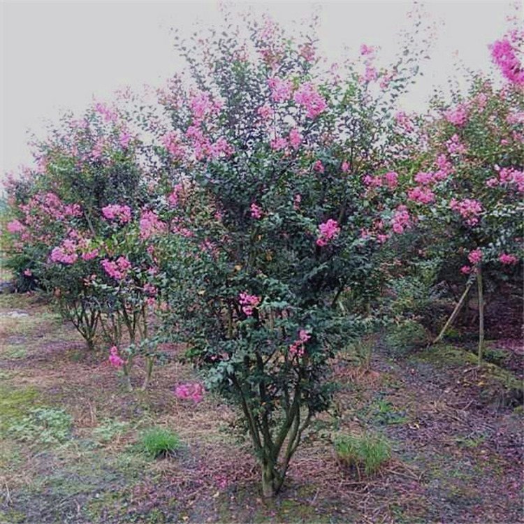 紫薇哪里好  紫薇哪里有