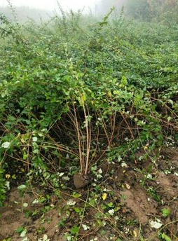 連翹苗批發(fā)基地  連翹苗廠家