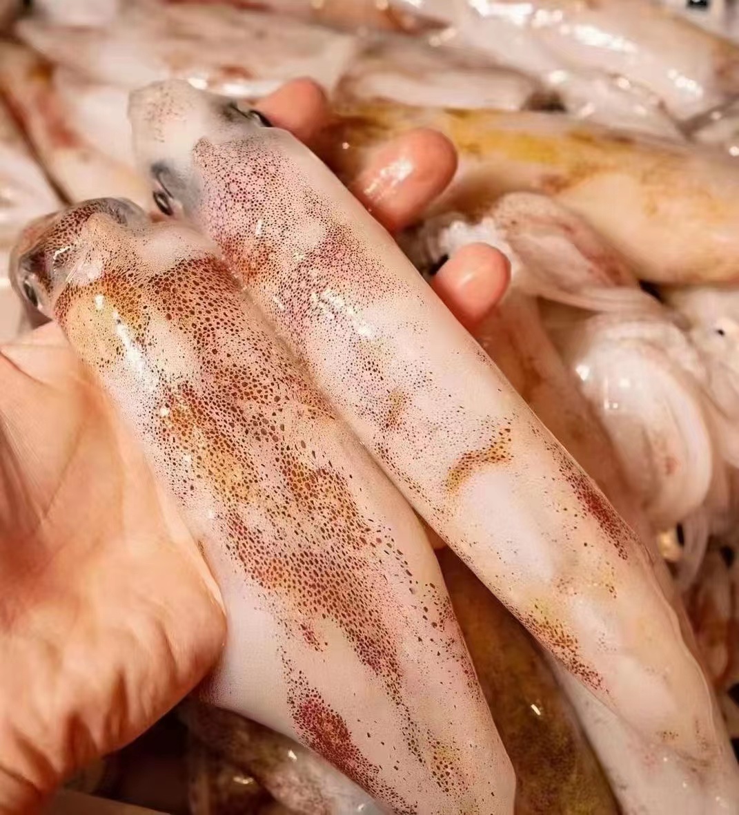 北部灣北海鮮魷魚海鮮水產(chǎn)生鮮魷魚 新鮮魷魚