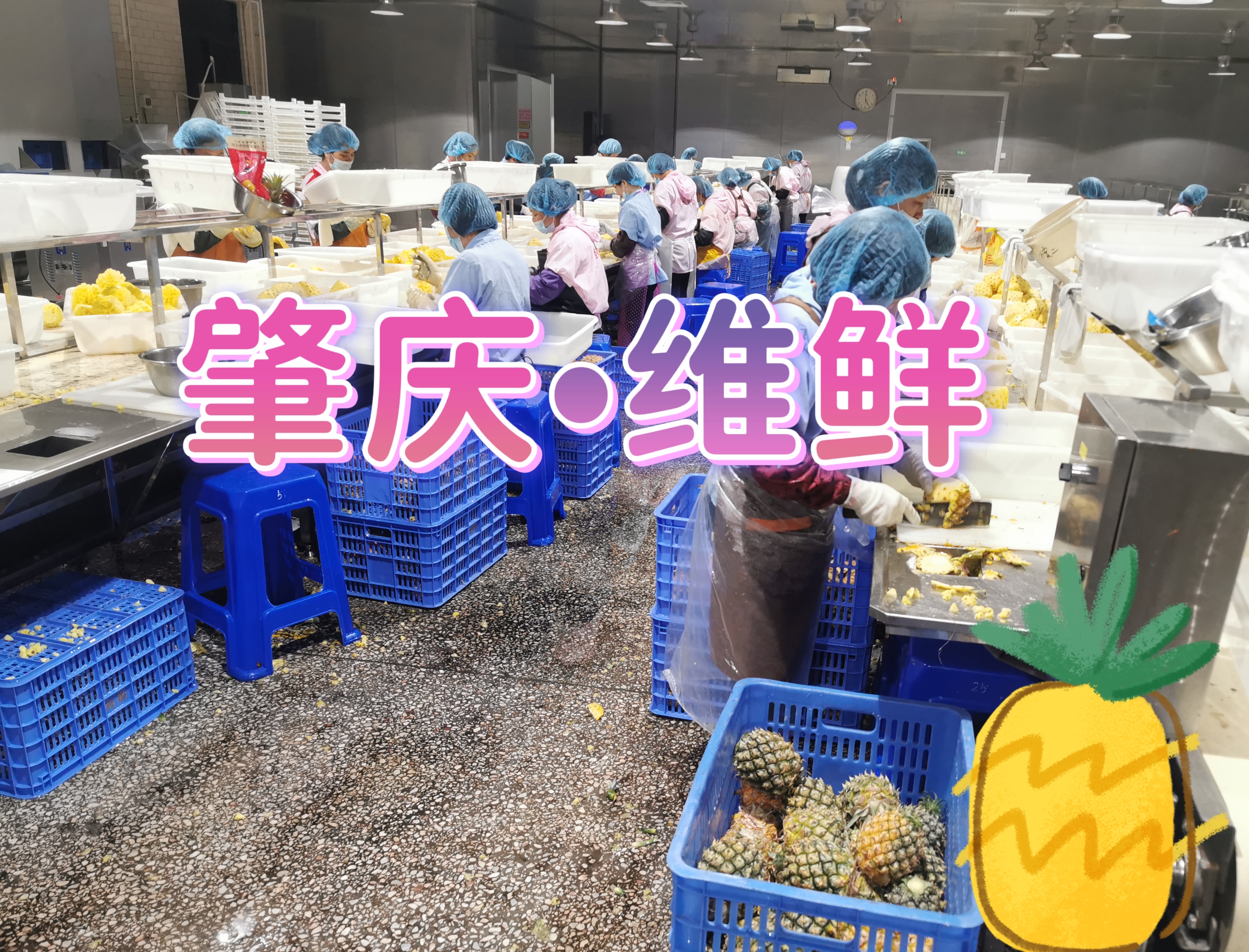 10kg/箱 速凍菠蘿塊