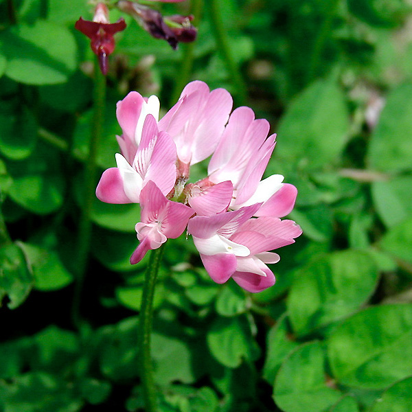 紫云英種子廣西南寧紫云英種子園林綠肥常用草籽草種批發(fā)