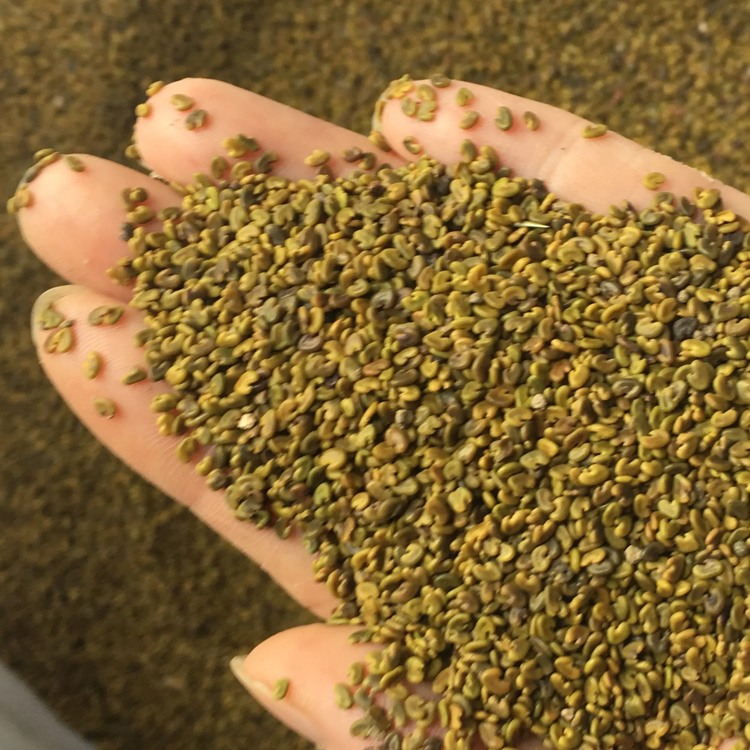 紫云英種子廣西南寧紫云英種子園林綠肥常用草籽草種批發(fā)