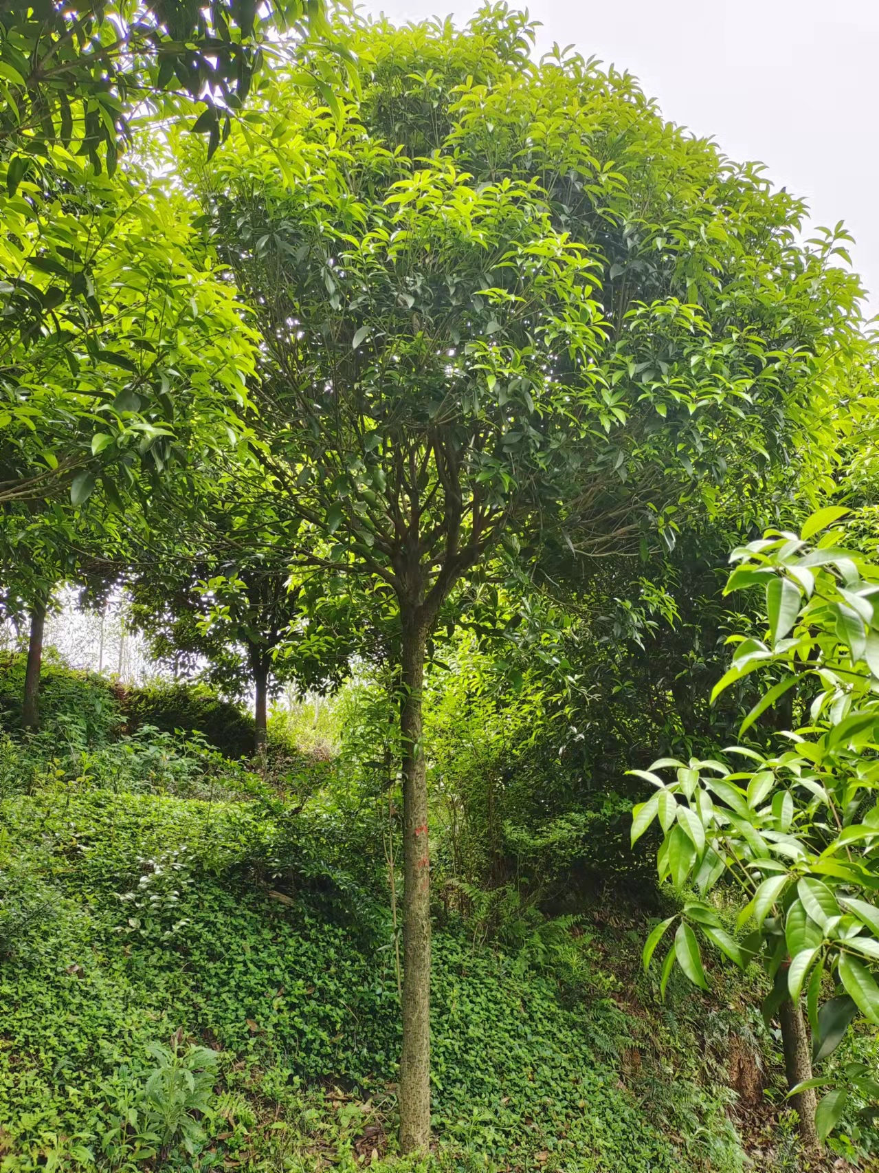 廣西桂花苗木/桂花苗木種植場/桂花苗木基地