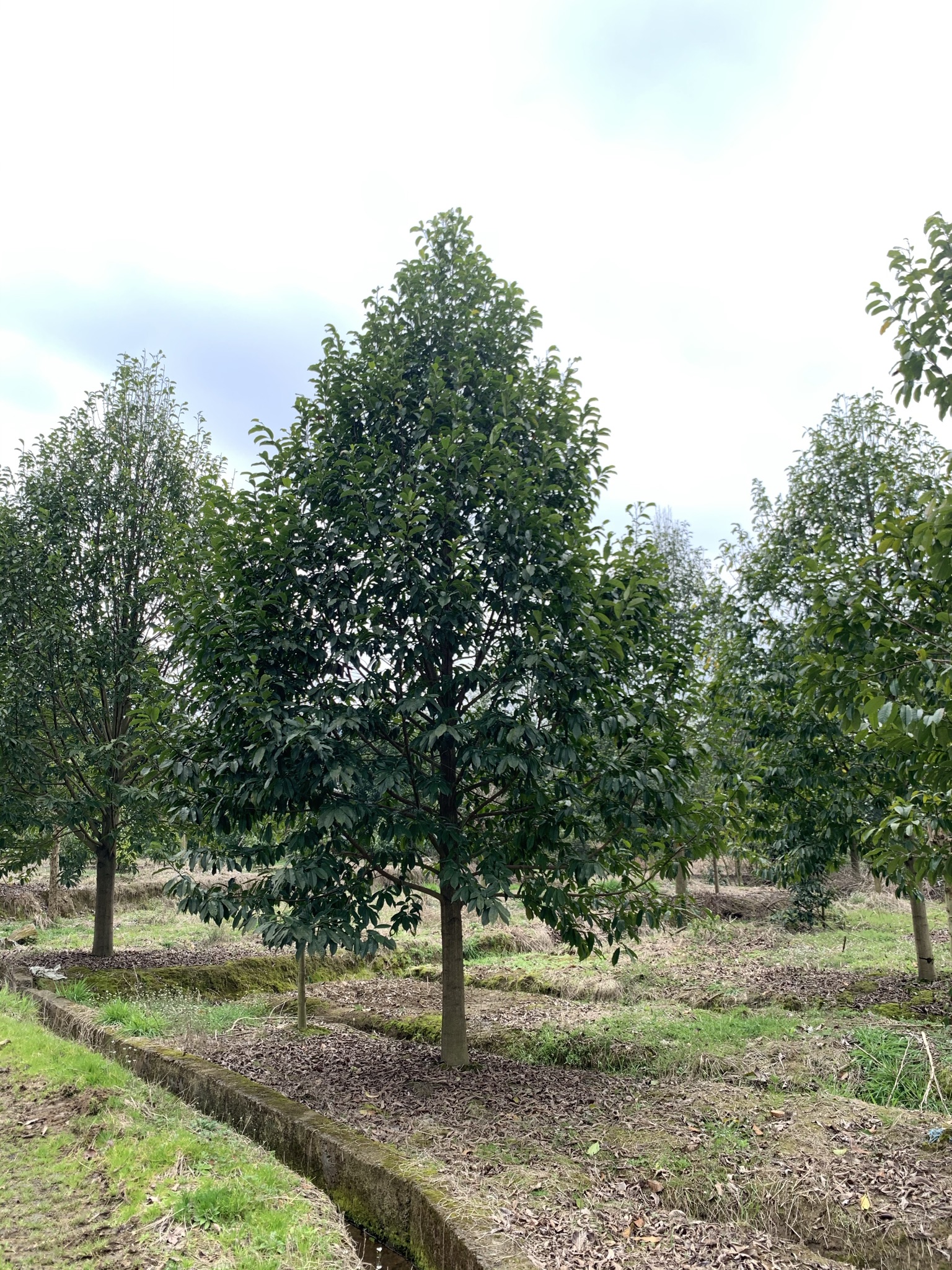 樂昌含笑的價(jià)格