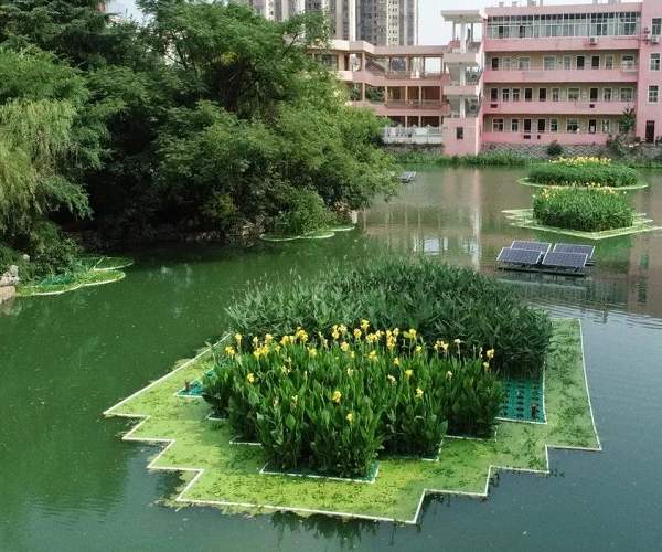 水生植物種植廠家 水生植物種植報價