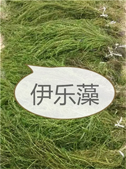 北京水生植物浮島哪里有-電話 水生植物浮島定制