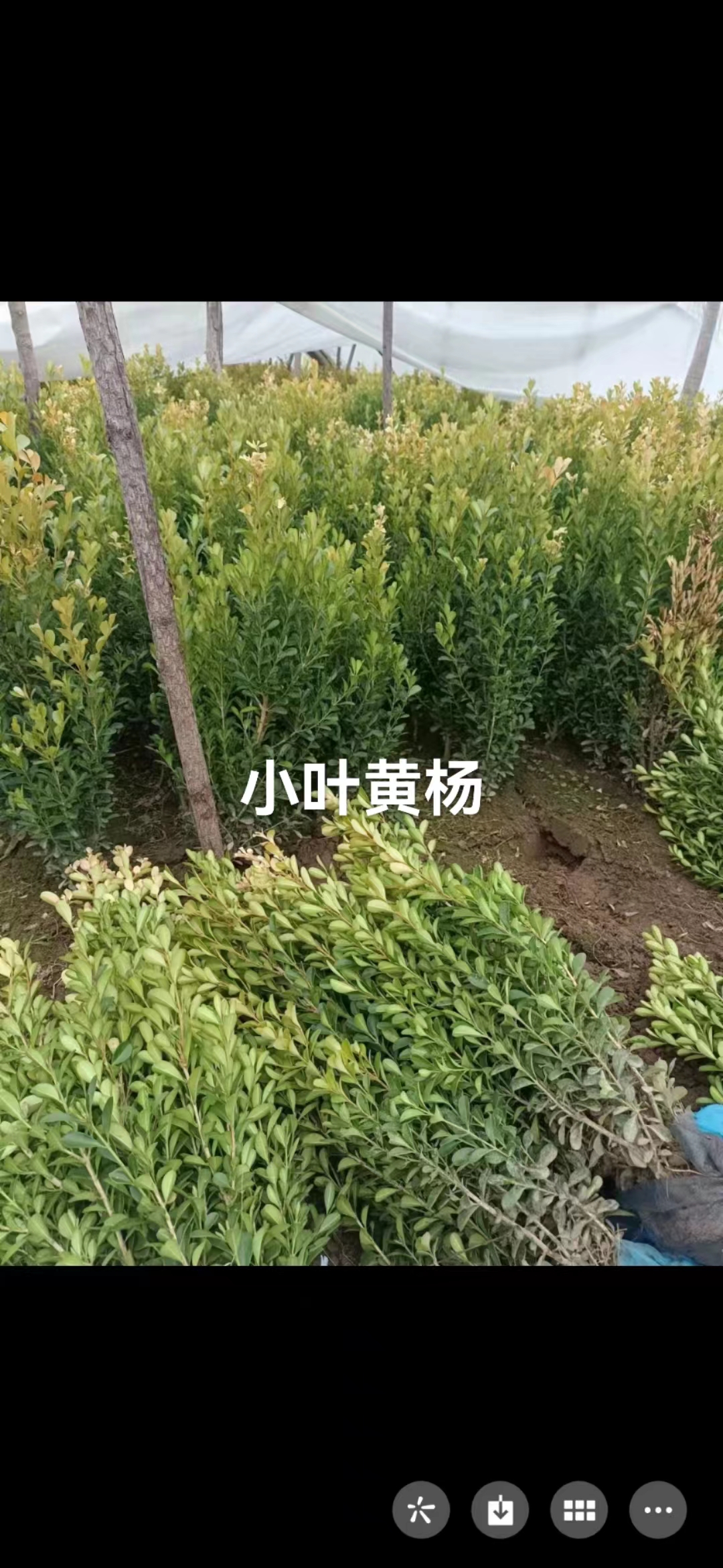 小葉黃楊哪家好