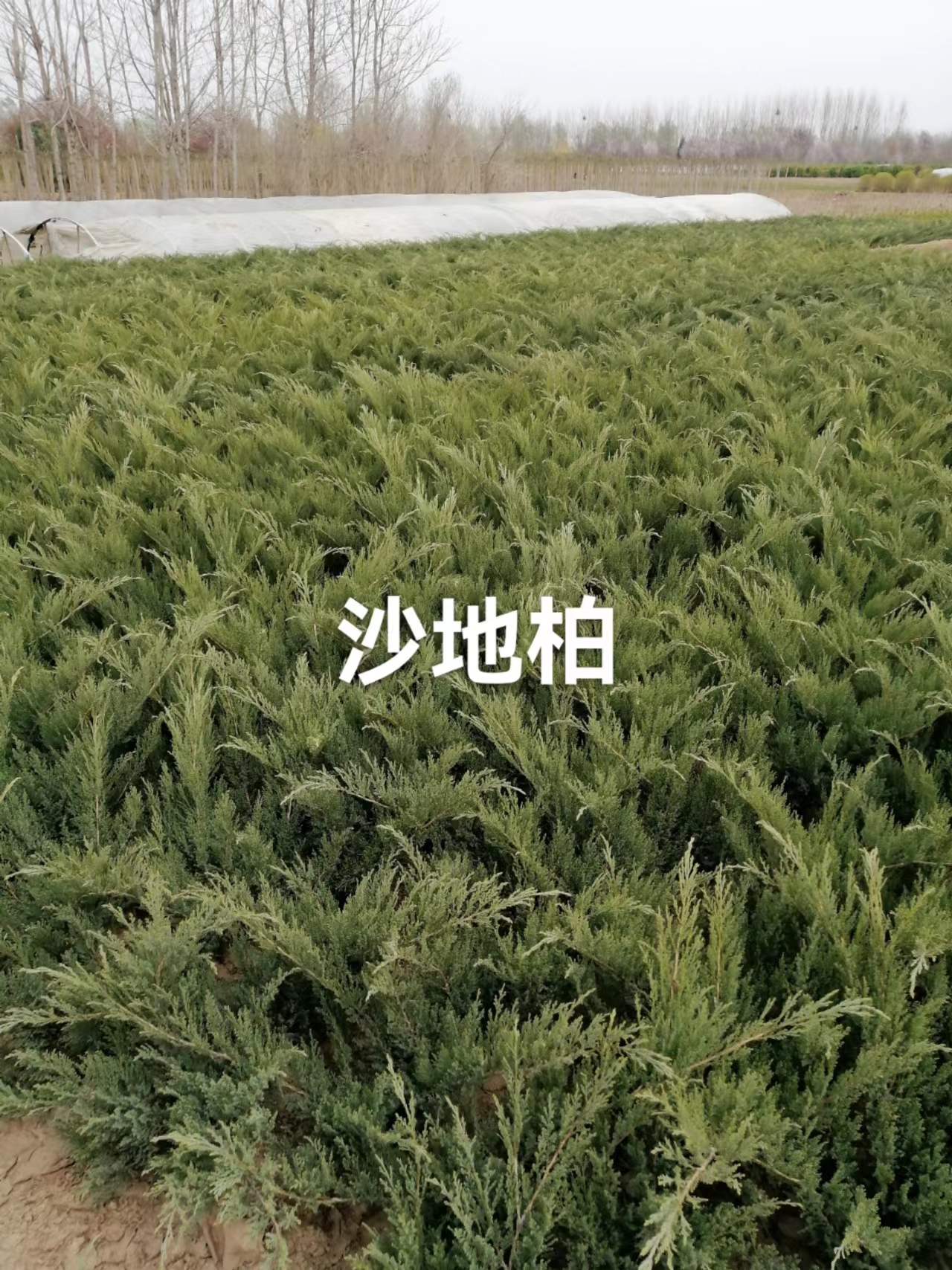 基地供應(yīng)沙地柏價(jià)格
