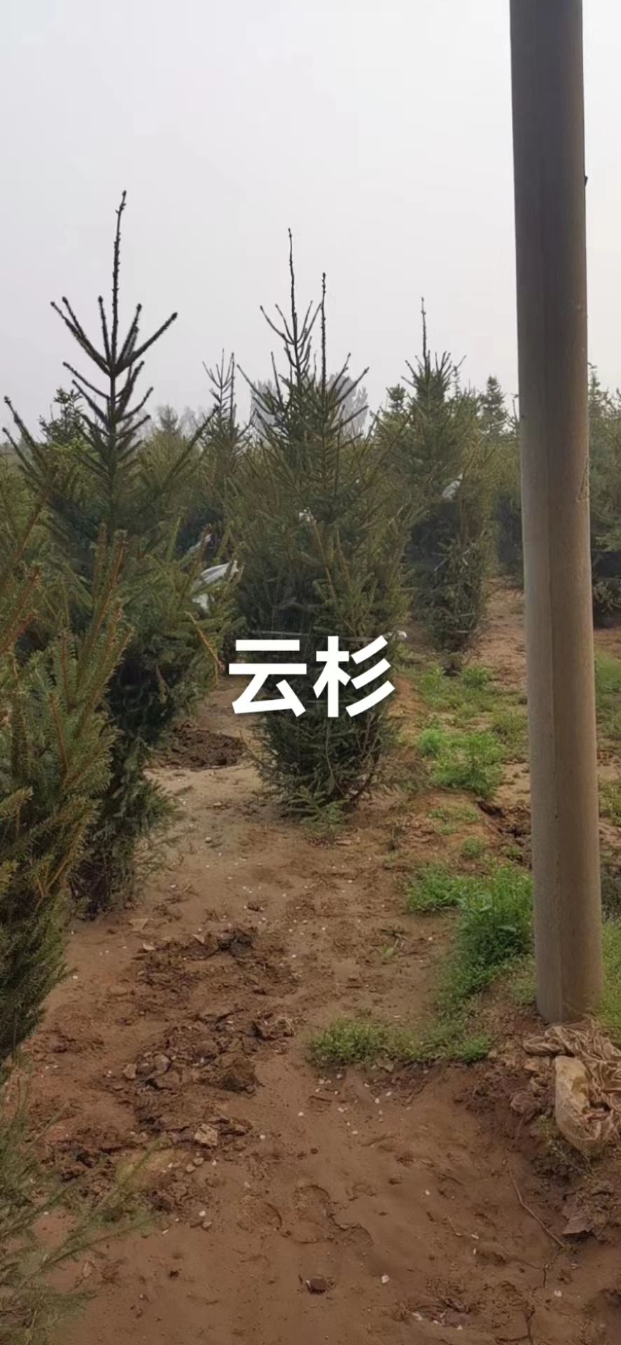 云杉哪家實(shí)惠 云杉價(jià)格