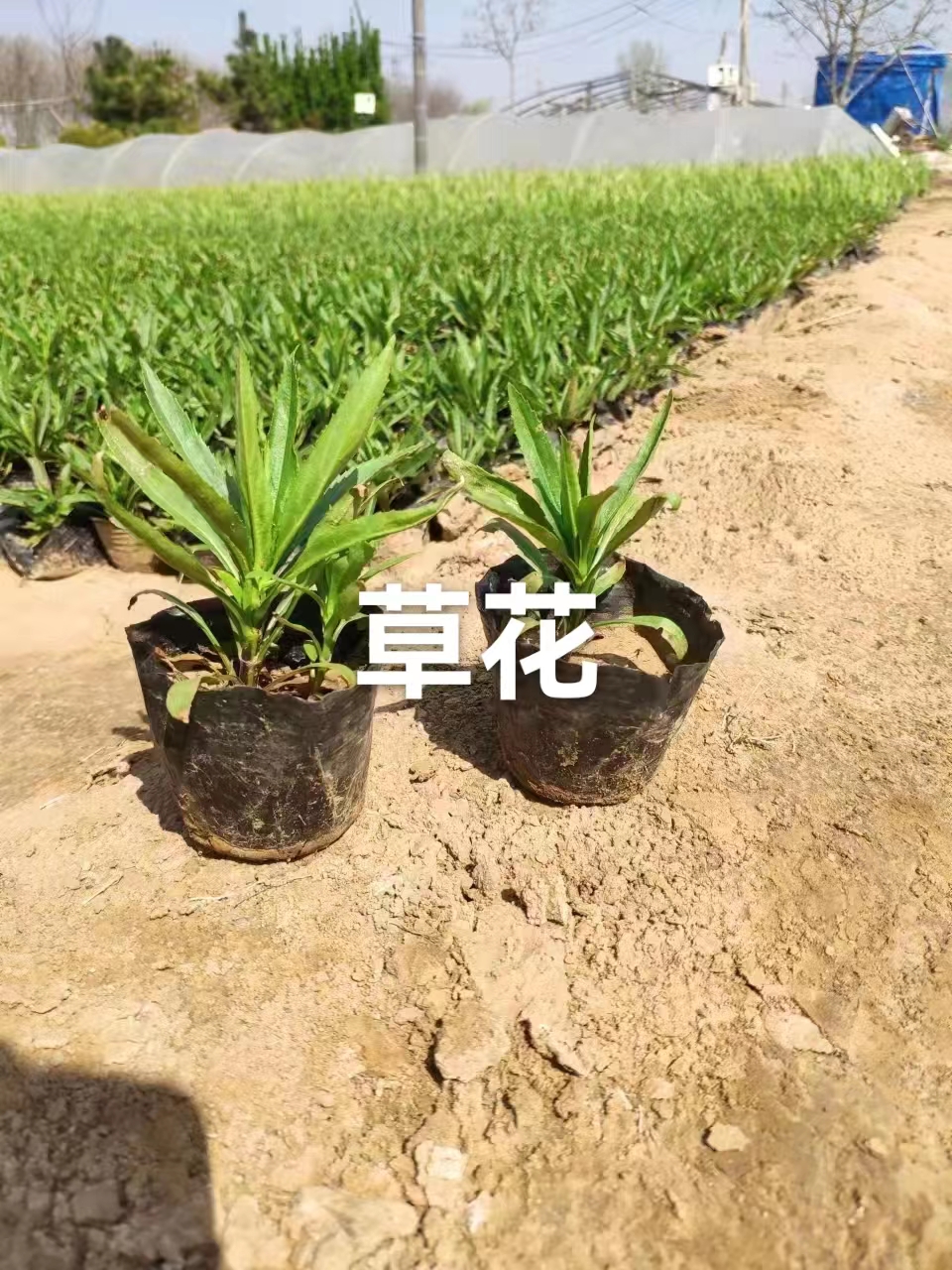 草花批發(fā)價(jià)格 草花種植基地