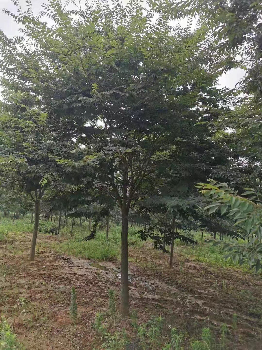 櫸樹(shù)報(bào)價(jià)  櫸樹(shù)價(jià)格表