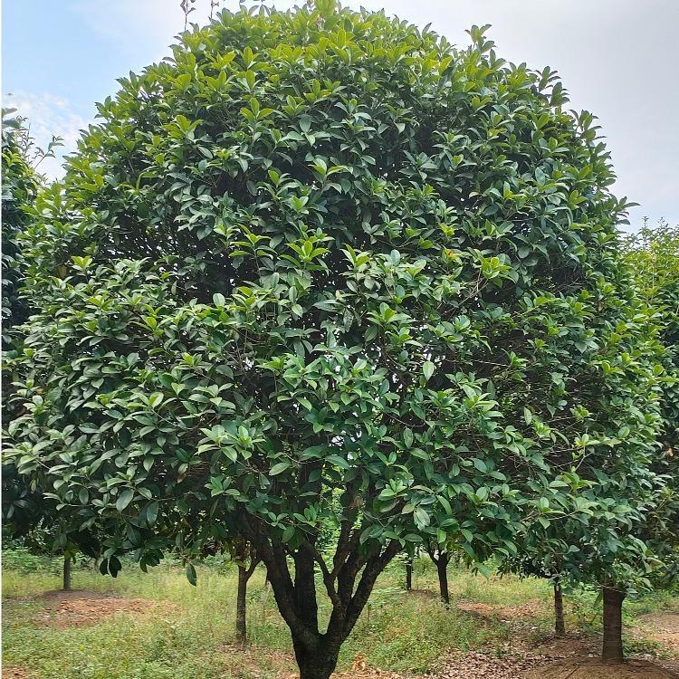 桂花哪里有  桂花多少錢