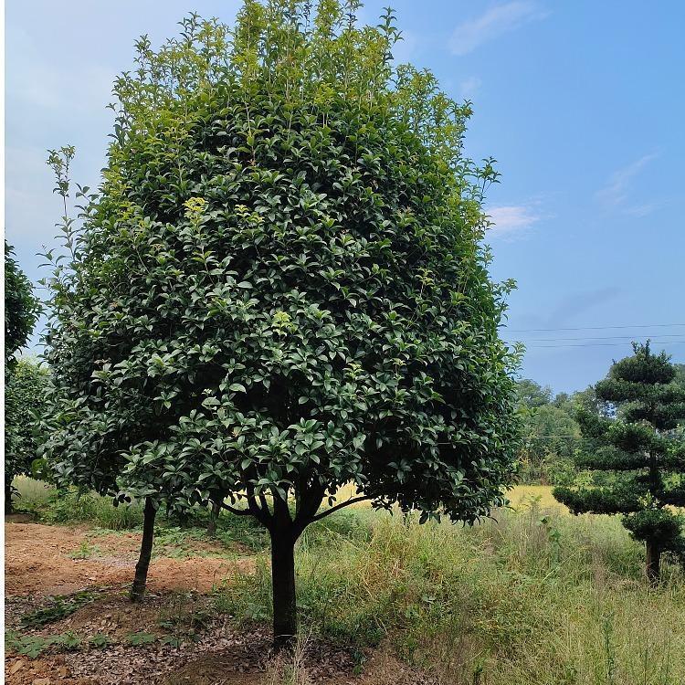 桂花哪里有  桂花多少錢
