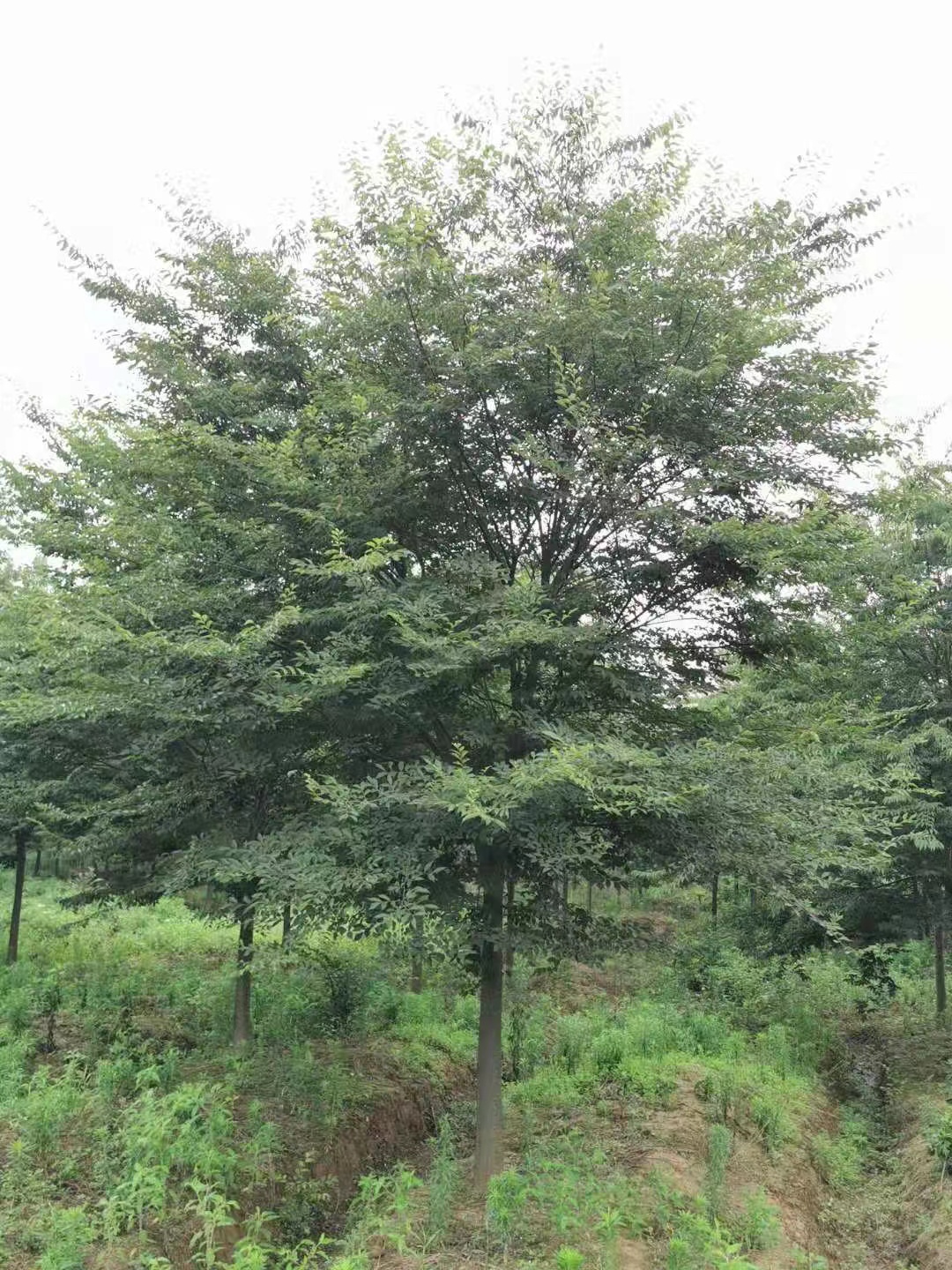 櫸樹(shù)報(bào)價(jià)  櫸樹(shù)價(jià)格表