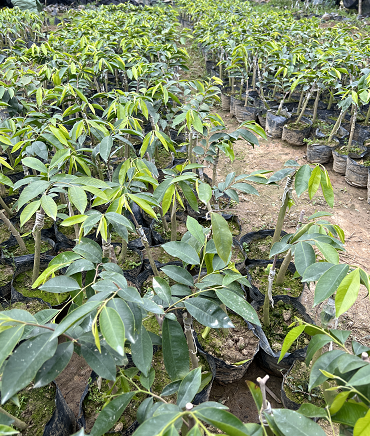 奇楠沉香苗基地出售_嫁接奇楠沉香苗_培育方法【茂名市樹(shù)上寶沉香文化產(chǎn)業(yè)有限公司】