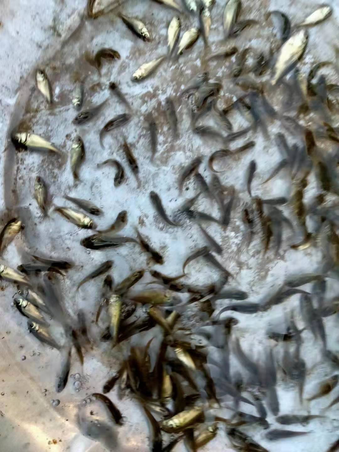 白鰱苗 花鰱苗 鯉魚(yú)苗 草魚(yú)苗鄭州豫海魚(yú)苗批發(fā)價(jià) 供應(yīng)全國(guó)養(yǎng)殖戶 免費(fèi)提供技術(shù)