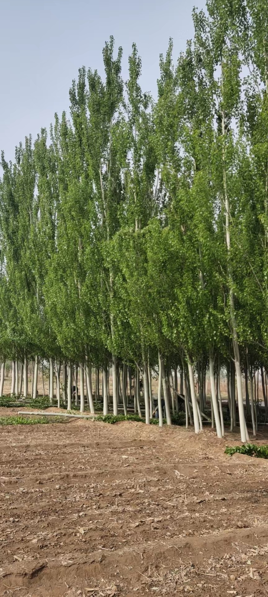 新疆楊樹苗-新疆楊種植批發(fā)基地-10公分新疆楊樹批發(fā)價錢-數(shù)量大