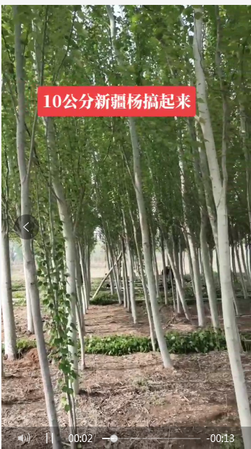 新疆楊品種,8-12公分新疆楊樹基地批發(fā),高達30米,品種保障,新疆楊價格 苗圃