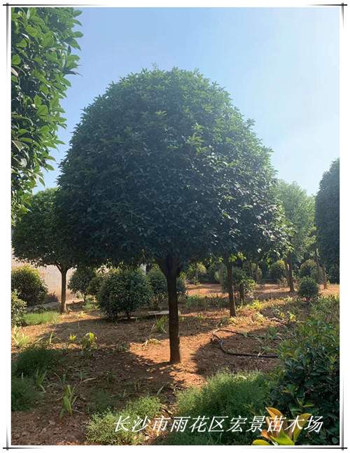 叢生桂花樹-瀏陽桂花樹|湖南桂花樹-長沙叢生桂花樹急賣來宏景