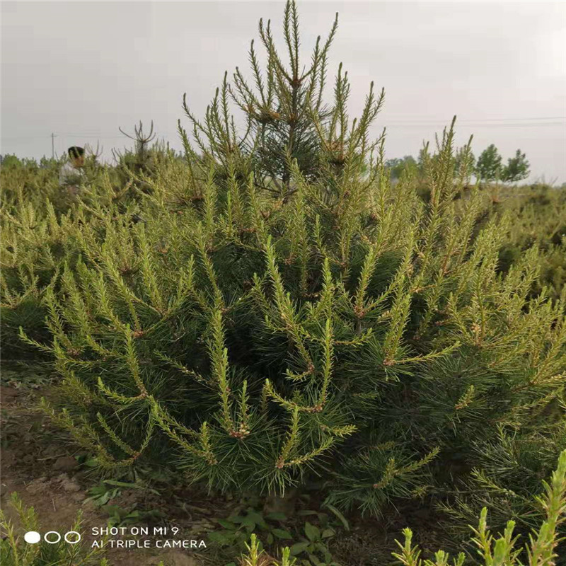 山東 2米白皮松基地及價(jià)格