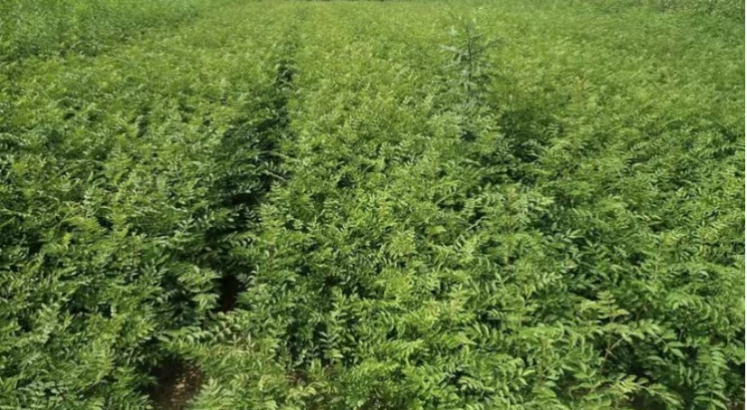 花椒樹苗培養(yǎng) 花椒樹苗種植 花椒樹苗廠家批發(fā)
