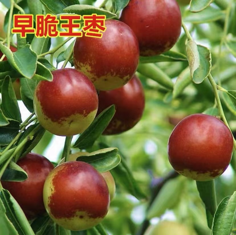 棗樹苗種植基地 棗樹苗廠家批發(fā) 棗樹苗生長技術(shù)培養(yǎng)