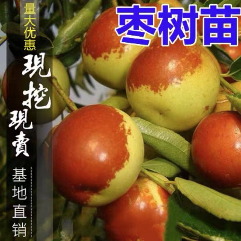 棗樹苗種植培養(yǎng) 棗樹苗種植基地 棗樹苗廠家批發(fā)