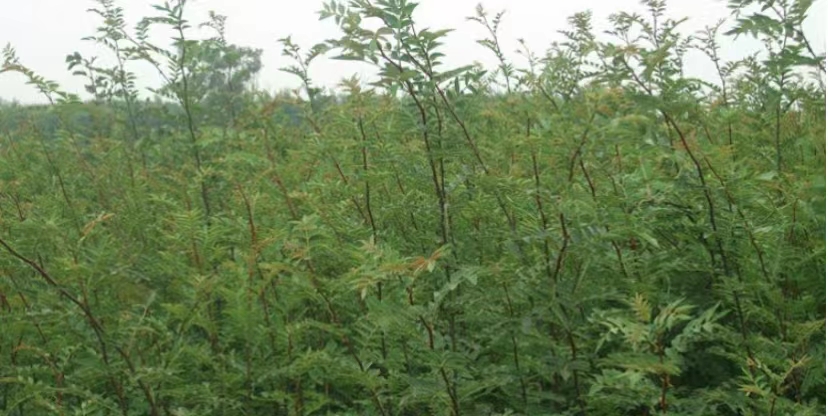 花椒樹苗種植技術(shù)培養(yǎng) 花椒樹苗廠家批發(fā)價(jià)格