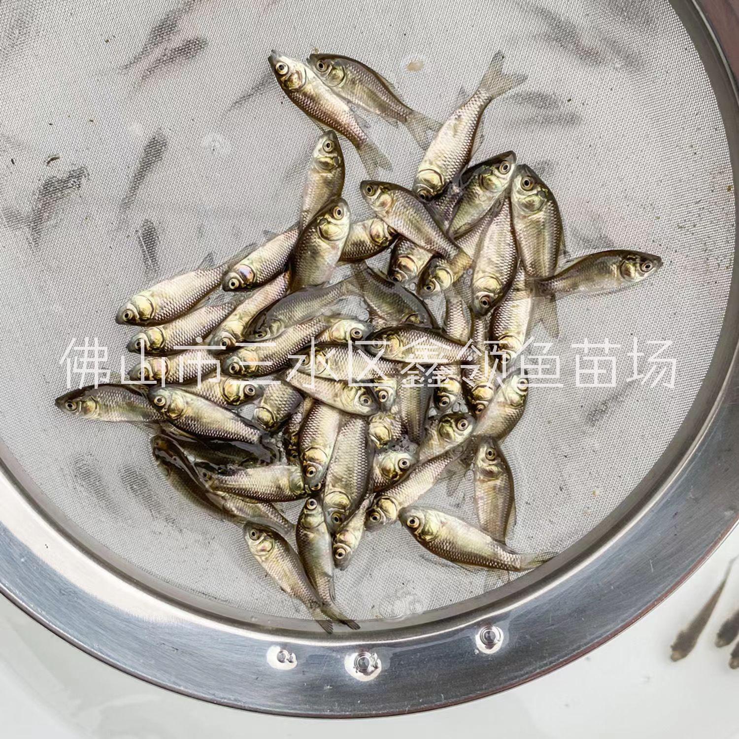 鯽魚(yú)/廣西中科三號(hào)鯽魚(yú)苗出售/廣西南寧東北鯽魚(yú)苗養(yǎng)殖場(chǎng)/廣西中科五號(hào)鯽魚(yú)苗批發(fā)/廣西鯽魚(yú)養(yǎng)殖條件