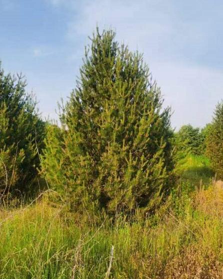 綠化1米1.8米2米-2.5米白皮松苗 白皮松樹苗基地 樹型優(yōu)美  源新苗木種植銷售苗圃批發(fā)