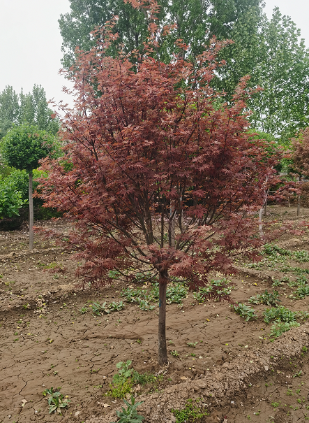紅楓樹苗 庭院別墅綠化 日本紅楓小苗
