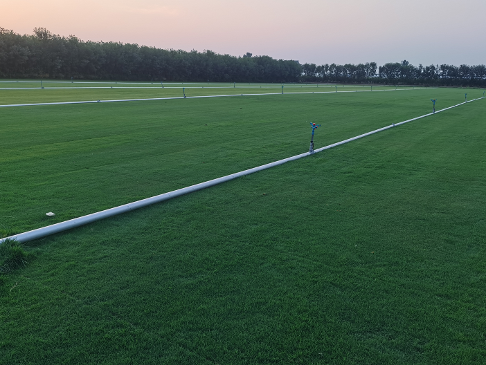 剪股穎草坪 綠化耐久 支持批量定制 詳情可咨詢