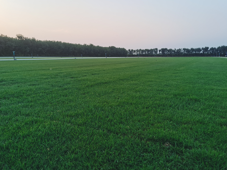 剪股穎草坪 綠化耐久 支持批量定制 詳情可咨詢