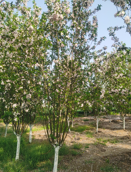 綠化苗木西府海棠 街道觀賞樹 園林景觀行道樹