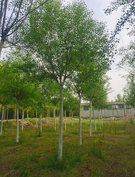 絲棉木種植基地 二喬苗木樹苗 落葉喬木觀賞綠化行道樹