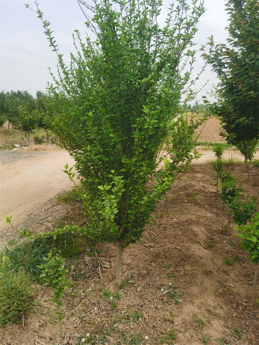 山東木槿樹苗基地 苗圃長年出售木槿，批發(fā)，價格，木槿小苗 源新苗木種植銷售