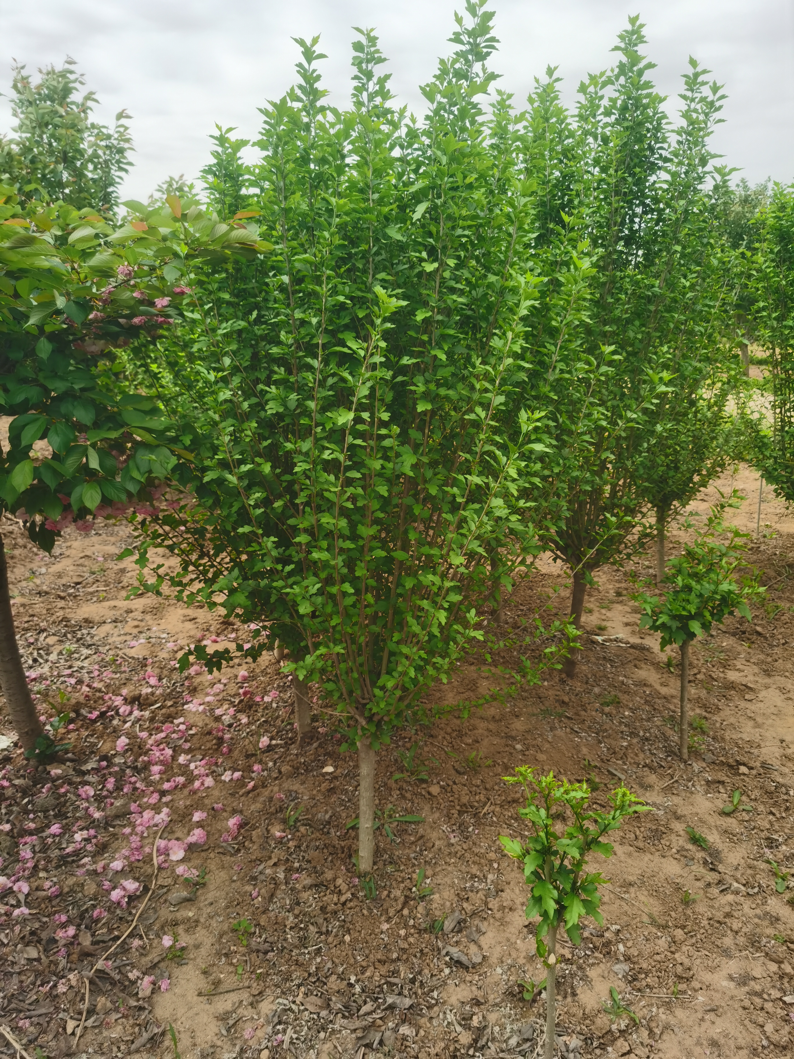 山東木槿樹苗基地 苗圃長年出售木槿，批發(fā)，價格，木槿小苗 源新苗木種植銷售