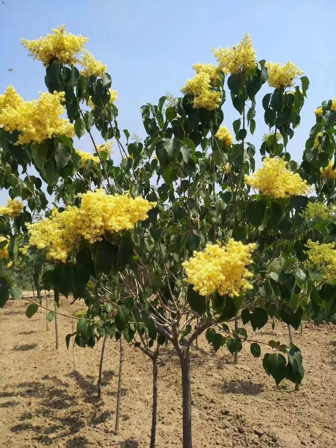 白丁香苗.紫丁香苗.黃金丁香.暴馬丁香 價格 基地 源新苗木種植銷售苗圃