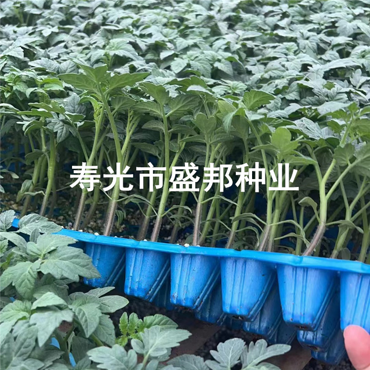 凱德雅麗1832越冬西紅柿  越冬大粉西紅柿種子種苗   早熟 抗病性好