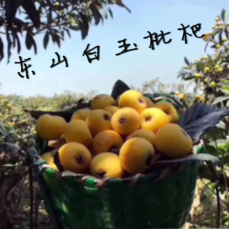實(shí)惠小果.蘇州東山白玉枇杷本地果農(nóng)現(xiàn)摘現(xiàn)發(fā)