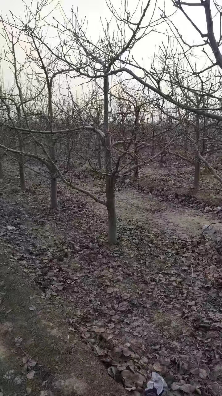吉林蘋果樹種植基地批發(fā)銷售供應商報價一棵多少錢