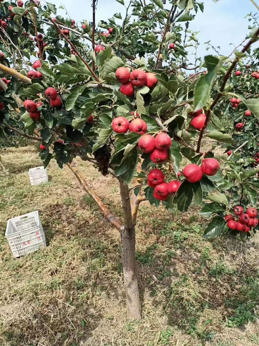 北京山楂果種植基地直發(fā)，山楂果批發(fā)，山楂果價格