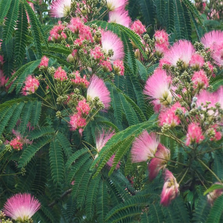 合歡10-12-15公分 種植基地供應(yīng) 規(guī)格齊全