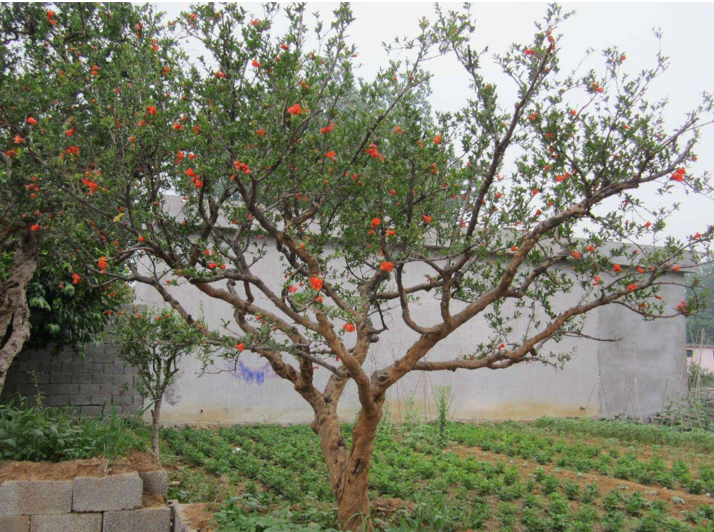 石榴樹*軟籽庭院果樹盆栽南方北方種植無籽石榴樹苗